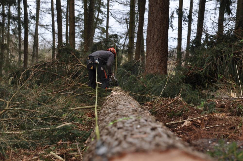 expert-travaux-forestiers.jpg